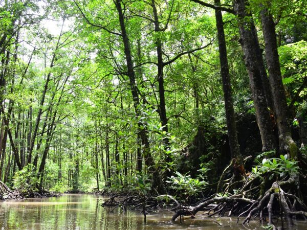 Los manglares están entre los ecosistemas que mayor cuidado requieren en el camino de cuidado de la biodiversidad