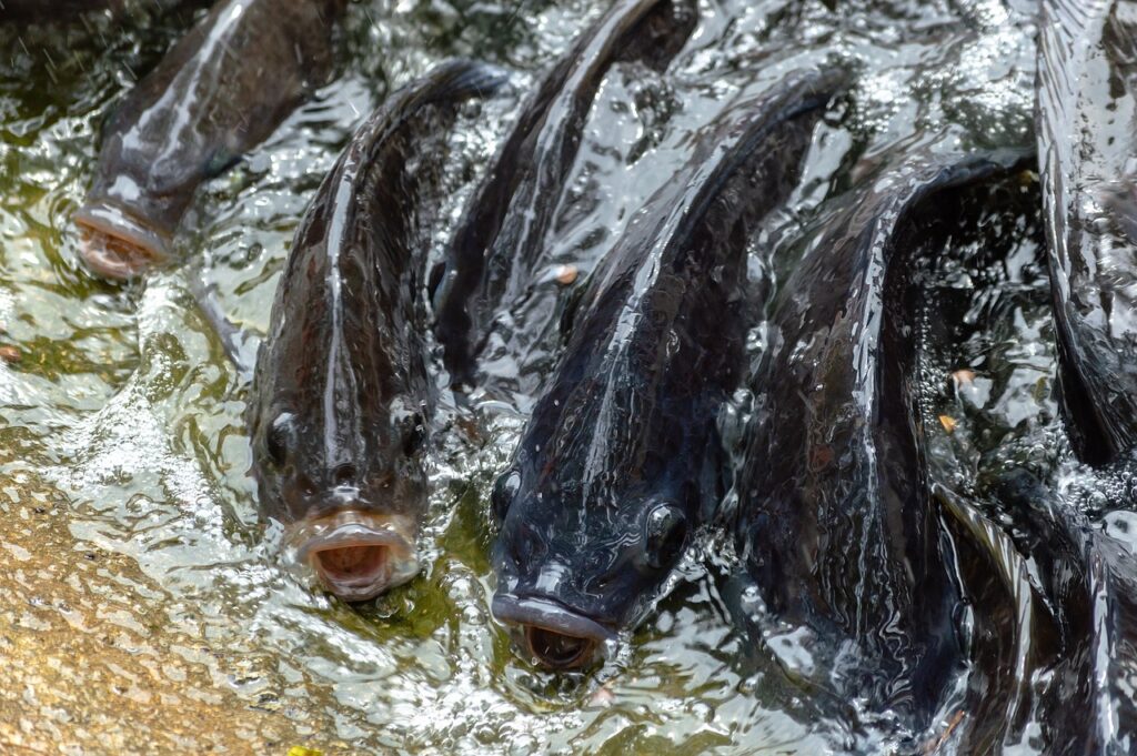 Pez tilapia en el agua. Una de las especies de animales de agua en alto riesgo de extinción.