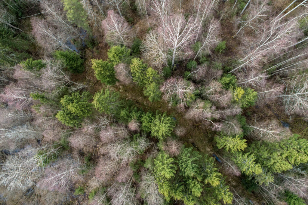 Alerta roja en los bosques: una de cada tres especies de árboles, en peligro de extinción.